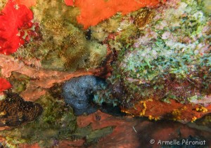 Malendure - îlet Pigeon